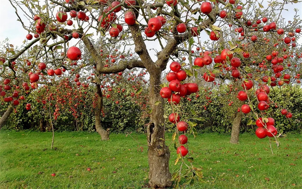 Farm to Doorstep