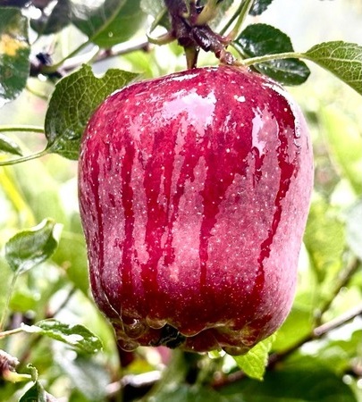 About Link Agro Fresh