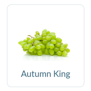 Autumn King