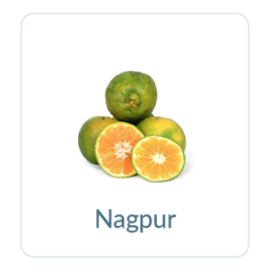Nagpur Oranges