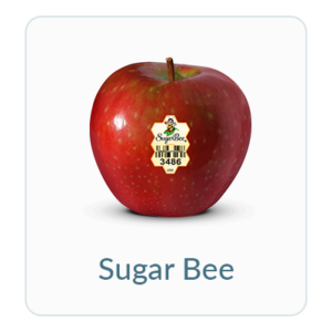 Sugar Bee